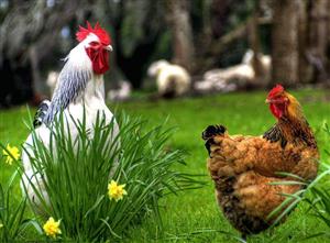 公鸡和母鸡（2）