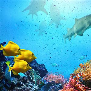 动物狂欢节“水族”