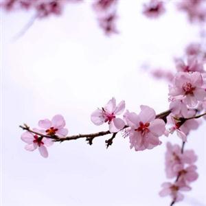 《一棵小桃树》课件2