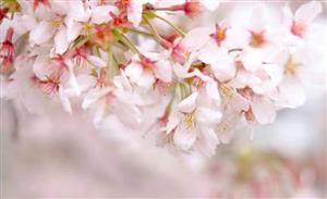 花1