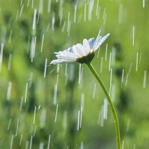 《要下雨了》课文解读