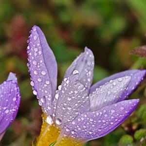 推荐阅读：春雨的色彩