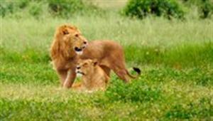 公狮子与母狮子
