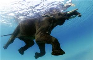小象在游泳