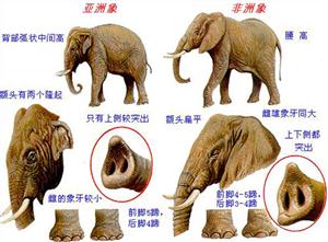 大象的特征