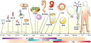 细胞大小