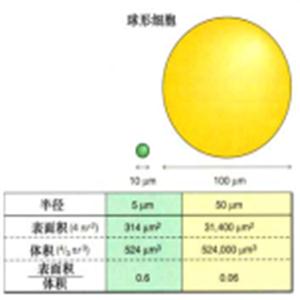 细胞生物学：细胞的大小及体积的恒定