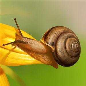 [精]《小蜗牛》课件1