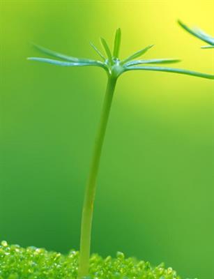《绿色植物是生物圈中有机物的制造者》原创精品套件1（教案）