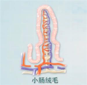 小肠的结构和功能