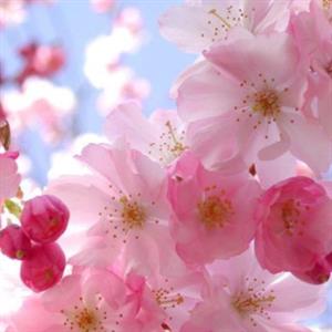 樱花树一年四季的变化