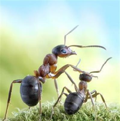 精彩故事：蚂蚁打赌